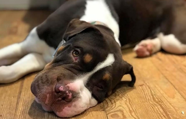 Dogs in Louisville looking for their fur-ever homes