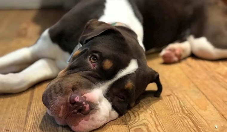 Dogs in Louisville looking for their fur-ever homes