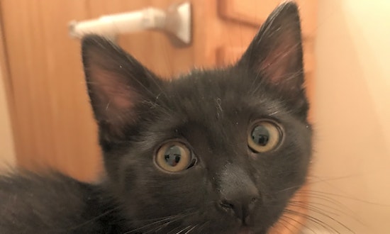 Kittens in Raleigh looking for their fur-ever homes