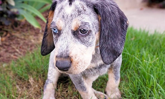 Puppies in Durham looking for their fur-ever homes