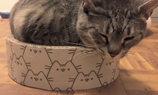 Cats in Jacksonville looking for their fur-ever homes