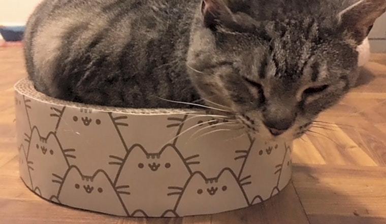 Cats in Jacksonville looking for their fur-ever homes