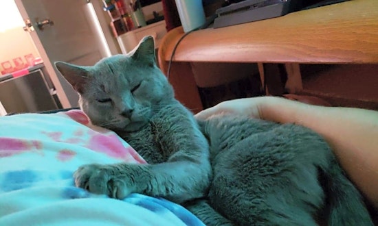 Cats in Orlando looking for their fur-ever homes