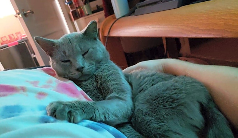 Cats in Orlando looking for their fur-ever homes