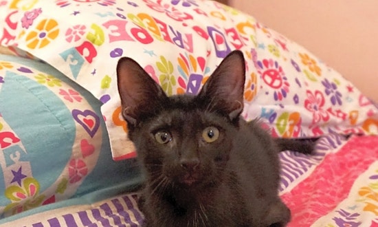 Kittens in Miami looking for their fur-ever homes