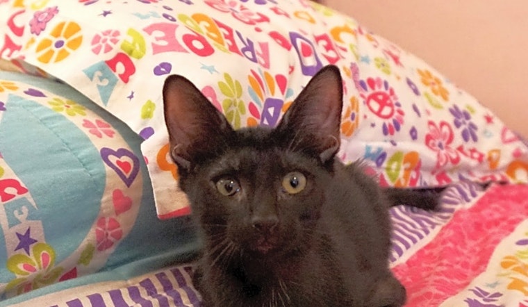 Kittens in Miami looking for their fur-ever homes