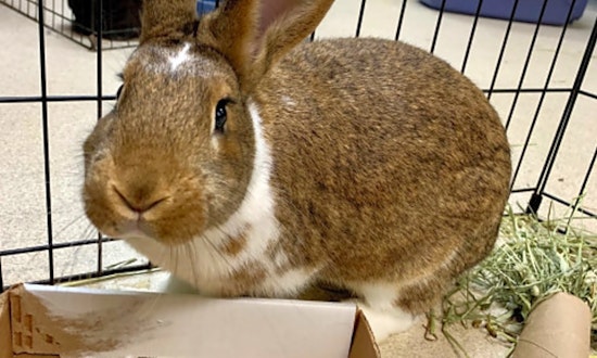 Purr-fect pets to adopt in and around Indianapolis