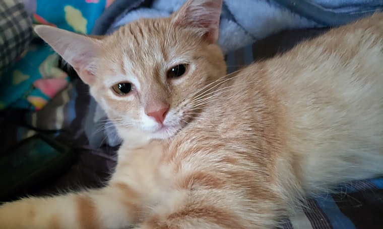 Kittens in Nashville looking for their fur-ever homes