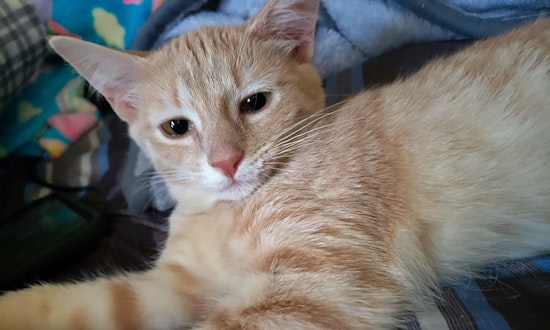 Kittens in Nashville looking for their fur-ever homes