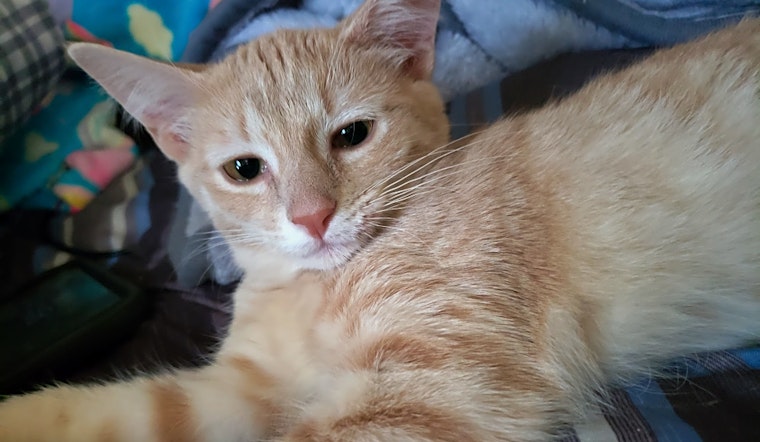Kittens in Nashville looking for their fur-ever homes