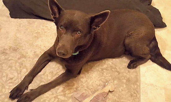 Dogs in Milwaukee looking for their fur-ever homes