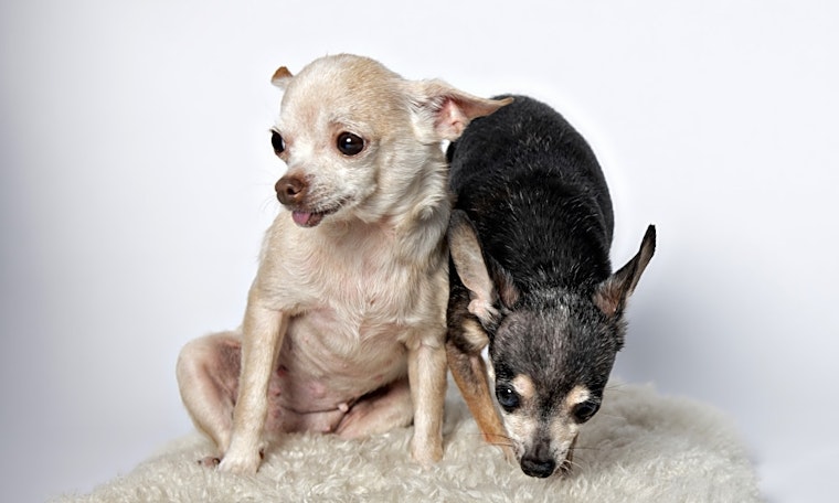 Dogs in Minneapolis looking for their fur-ever homes