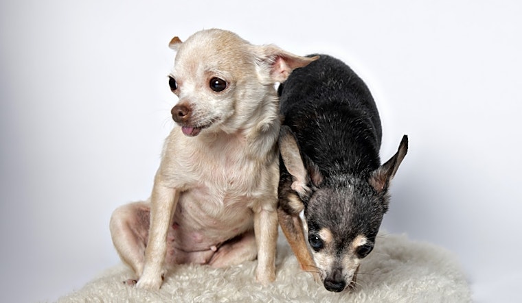 Dogs in Minneapolis looking for their fur-ever homes