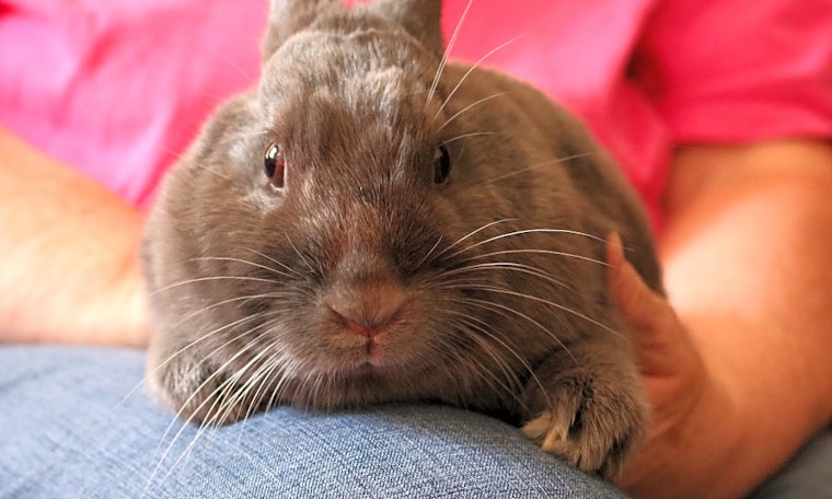 Purr-fect pets to adopt in and around Chicago
