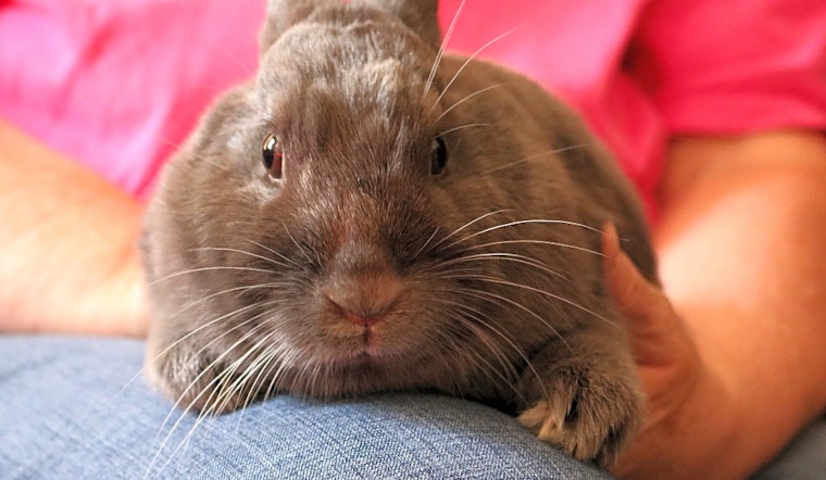Purr-fect pets to adopt in and around Chicago