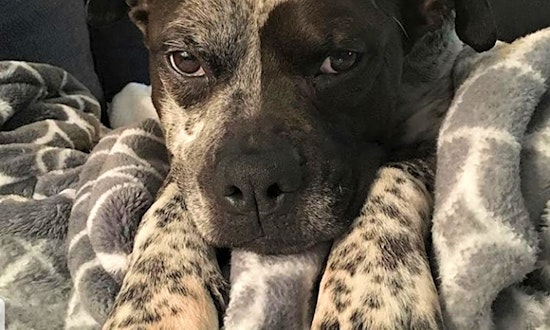 Dogs in Memphis looking for their fur-ever homes