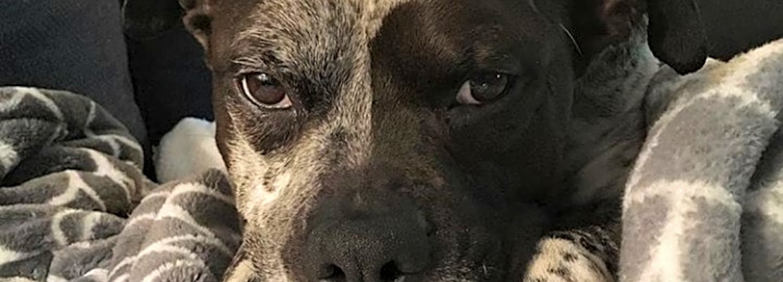 Dogs in Memphis looking for their fur-ever homes