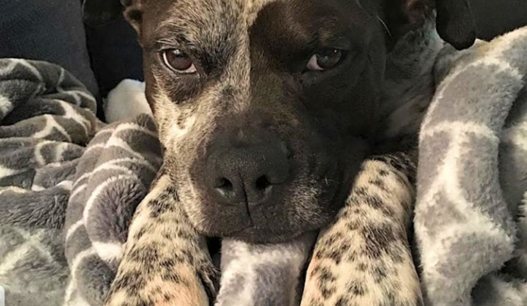 Dogs in Memphis looking for their fur-ever homes