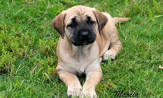 Puppies in St. Louis looking for their fur-ever homes