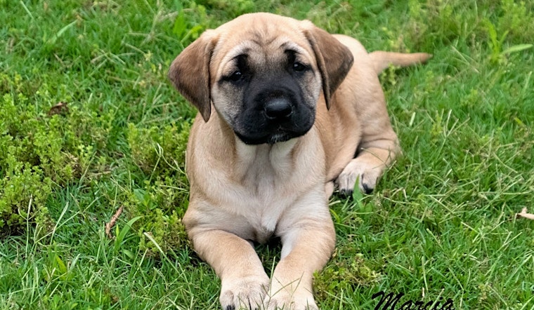 Puppies in St. Louis looking for their fur-ever homes