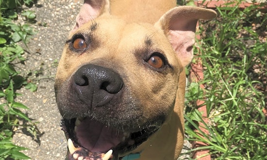 Dogs in New Orleans looking for their fur-ever homes