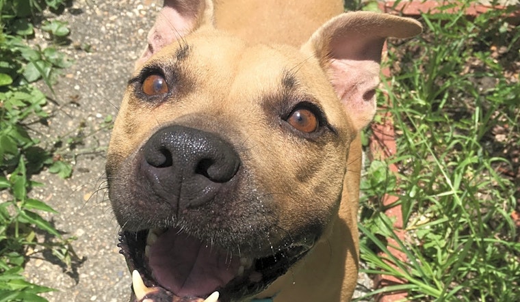Dogs in New Orleans looking for their fur-ever homes