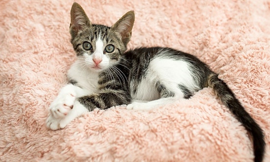 Kittens in Houston looking for their fur-ever homes
