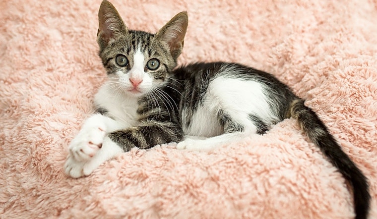 Kittens in Houston looking for their fur-ever homes