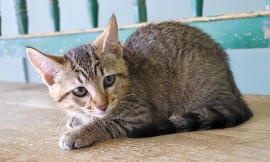 Kittens in San Antonio looking for their fur-ever homes