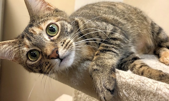 Cats in Fort Worth looking for their fur-ever homes