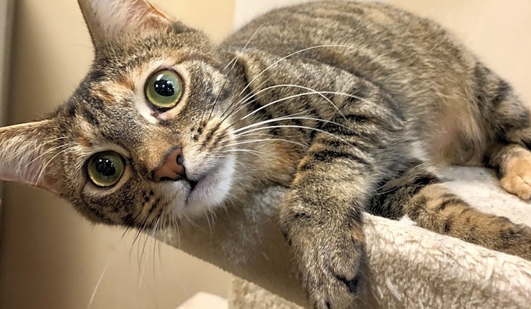 Cats in Fort Worth looking for their fur-ever homes