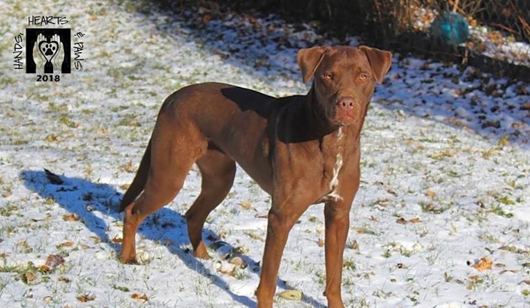 Puppies in Omaha looking for their fur-ever homes