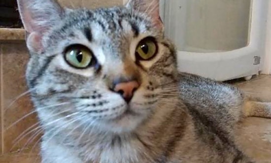Cats in Colorado Springs looking for their fur-ever homes
