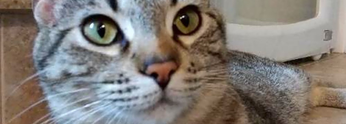 Cats in Colorado Springs looking for their fur-ever homes