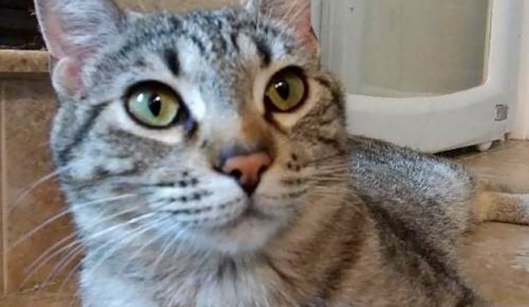 Cats in Colorado Springs looking for their fur-ever homes
