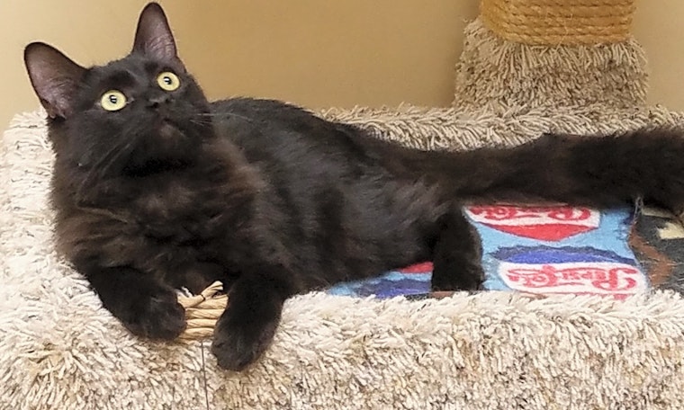 Kittens in Phoenix looking for their fur-ever homes