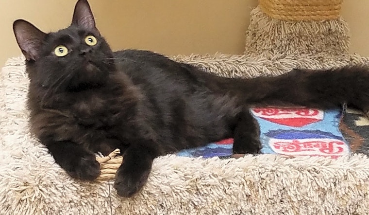 Kittens in Phoenix looking for their fur-ever homes