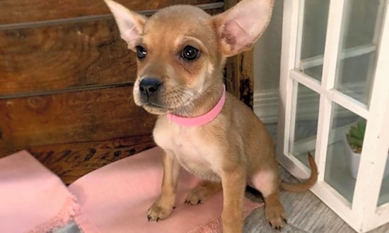 Puppies in Mesa looking for their fur-ever homes