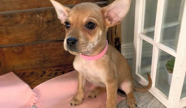 Puppies in Mesa looking for their fur-ever homes