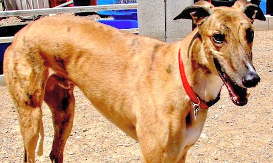 Dogs in Tucson looking for their fur-ever homes