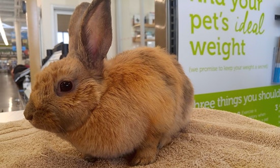 Rabbits in Los Angeles looking for their fur-ever homes