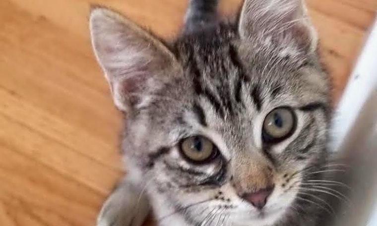 Kittens in Long Beach looking for their fur-ever homes