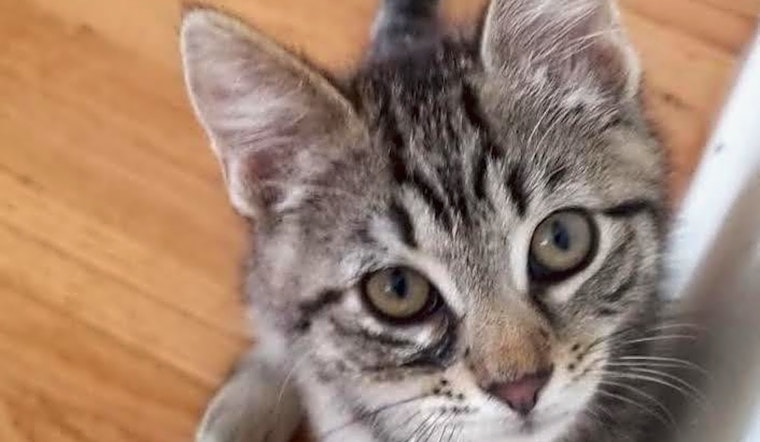 Kittens in Long Beach looking for their fur-ever homes