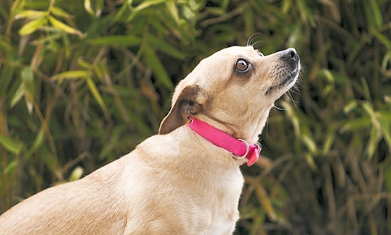 Dogs in Berkeley looking for their fur-ever homes