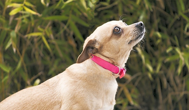 Dogs in Berkeley looking for their fur-ever homes