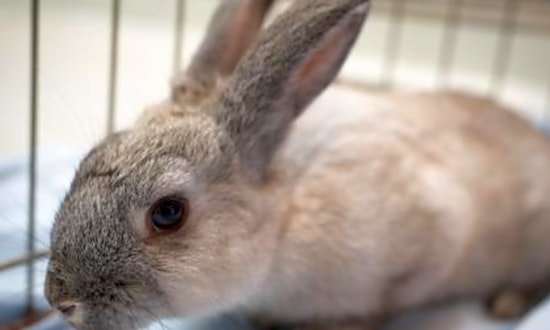 Purr-fect pets for adoption in and around Seattle