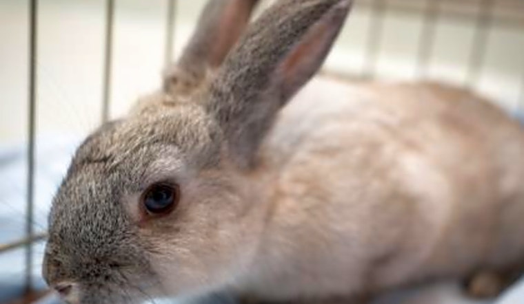 Purr-fect pets for adoption in and around Seattle