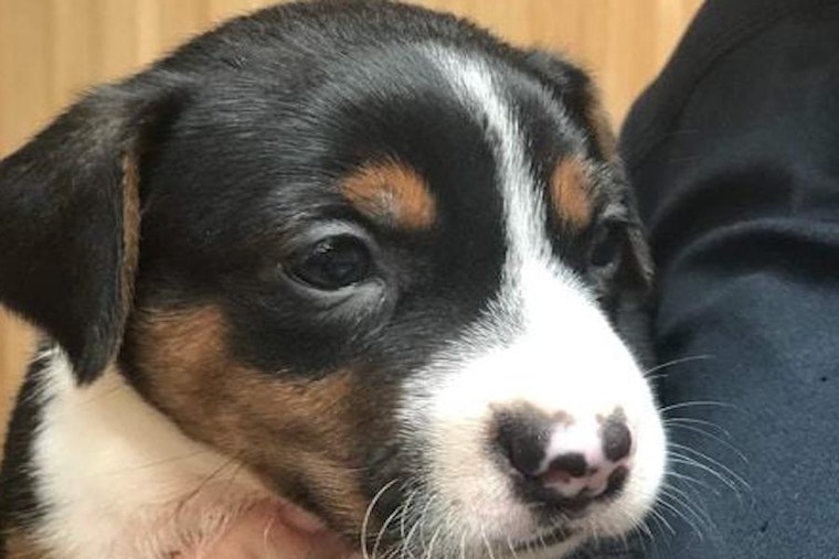 Puppies in Miami looking for their fur-ever homes