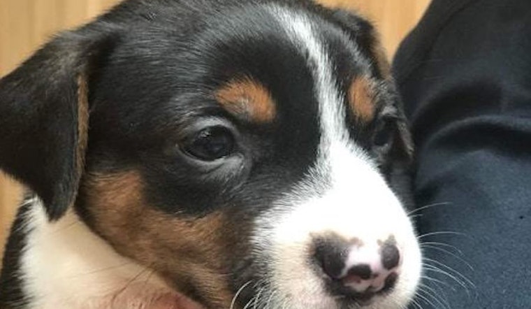 Puppies in Miami looking for their fur-ever homes