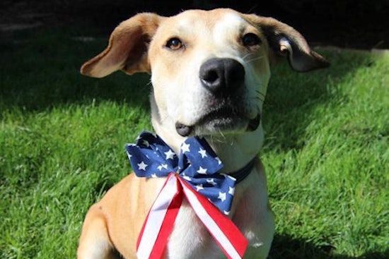 Dogs in Denver looking for their fur-ever homes